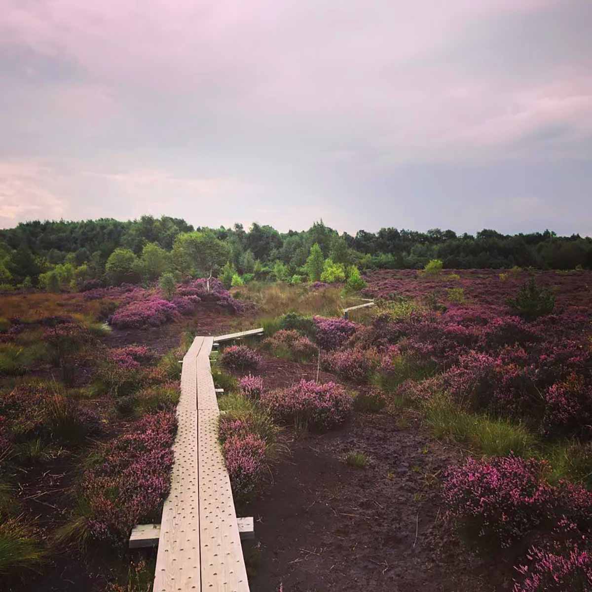 Girley Bog looped walk